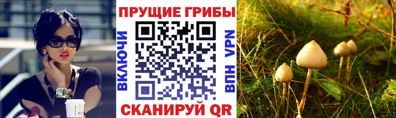 Галлюциногенные грибы GOLDEN TEACHER  закладка  Сургут 